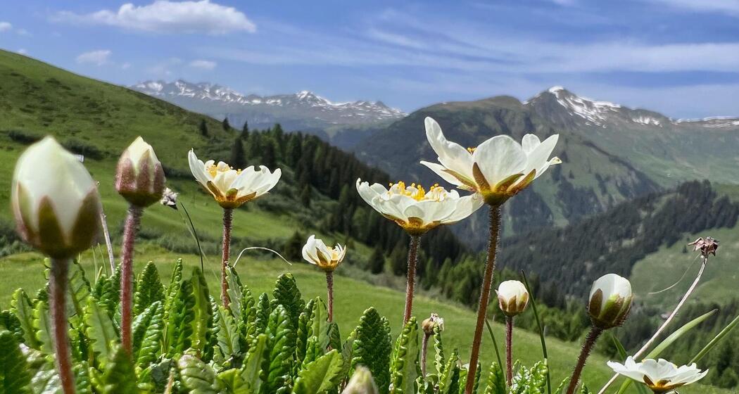 Bergfrühling im Fondei (gdl_933099143_image)