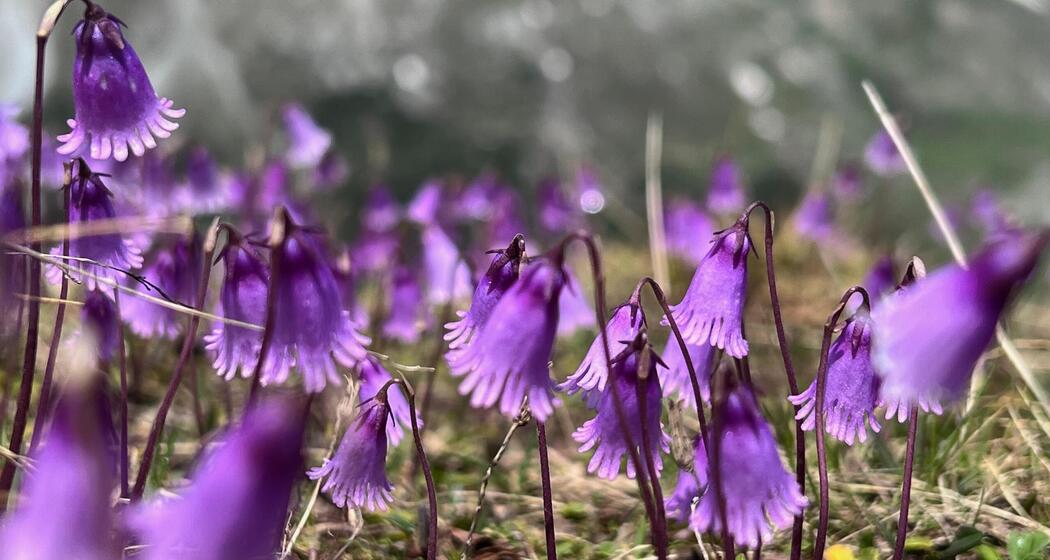 Bergfrühling im Fondei (gdl_933099146_image)