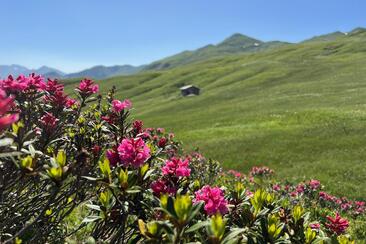 Heilsame und einzigartige Alpenpflanzen (gdl_933099257_image)