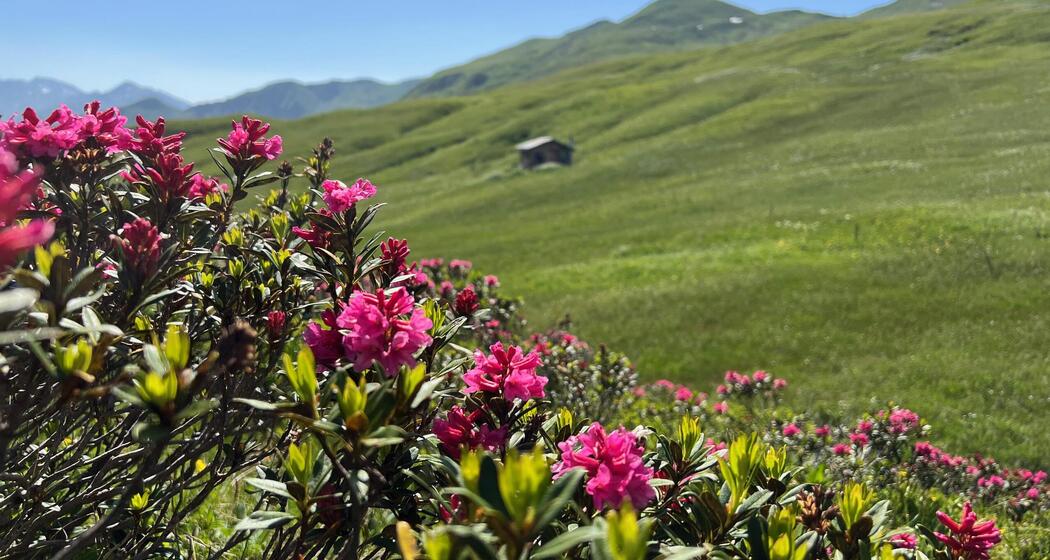 Heilsame und einzigartige Alpenpflanzen (gdl_933099257_image)