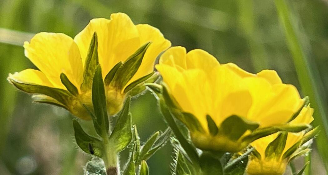 Heilsame und einzigartige Alpenpflanzen (gdl_933099287_image)