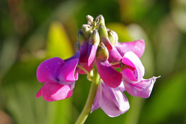 Fabelhafte Fabaceae (gdl_934176555_image)