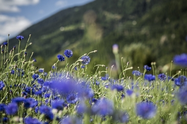 Valposchiavo eventi fiordaliso