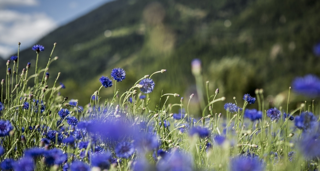 Valposchiavo eventi fiordaliso