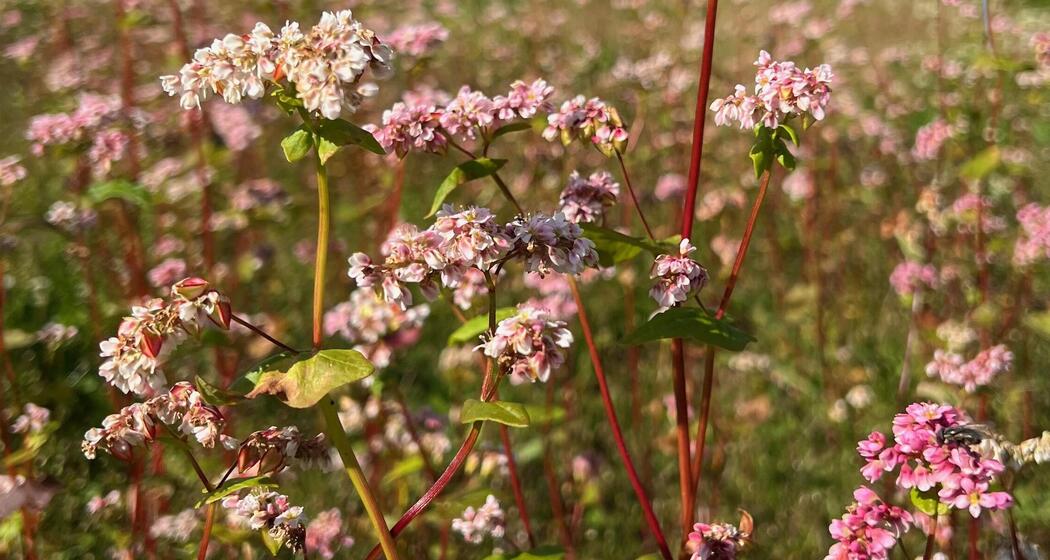 216486483fa38c1f47e01f9e9668f8ca6a00fc52_938838931.jpg