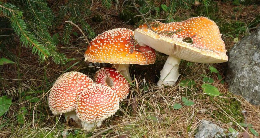 Pilzkunde