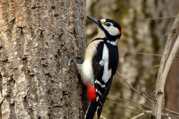 Auf Spurensuche im Wald – Vogel- und Wildbeobachtung in Brigels