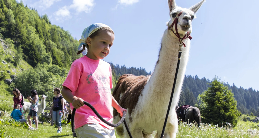 Ausflug mit Lamas