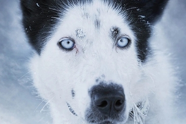 Huskies