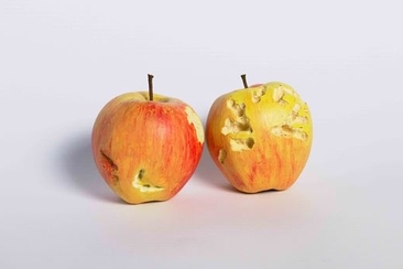 Flurina Badel & Jérémie Sarbach, Bite (Pig an Chicken), 2019