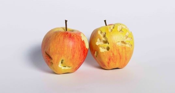 Flurina Badel & Jérémie Sarbach, Bite (Pig an Chicken), 2019