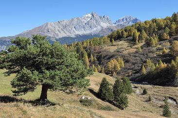 Berge und Wald