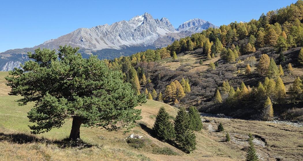 Berge und Wald