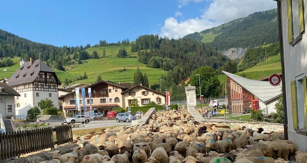 Schafschur