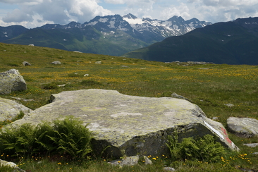 Die flache Hexenplatte eignet sich gut zum Tanzen