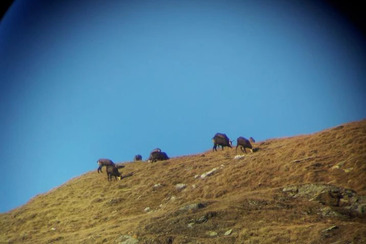 Wildbeobachtung