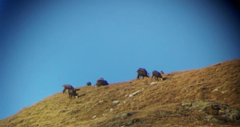 Wildbeobachtung
