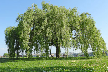Baum