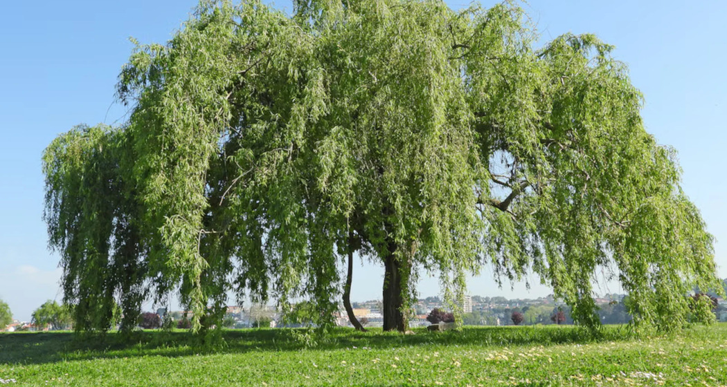 Baum