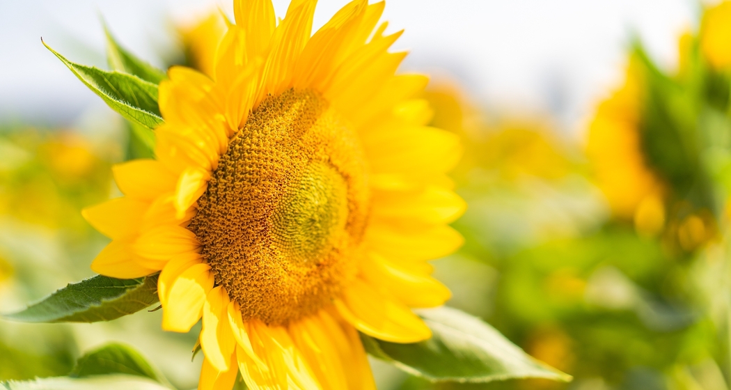 Pixabay sunflower