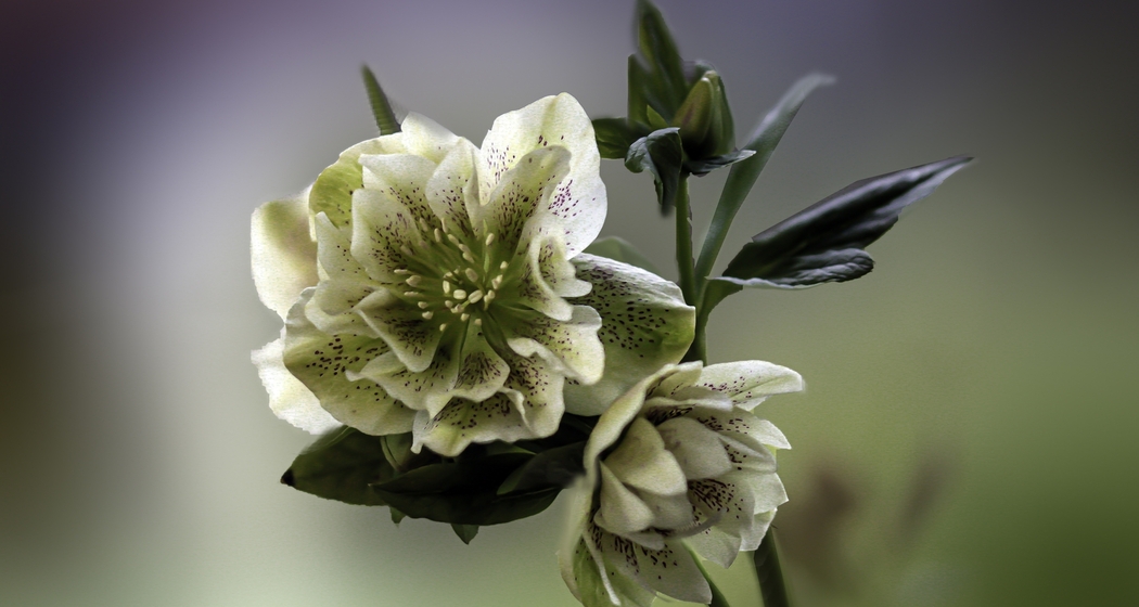 Pixabay hellebora