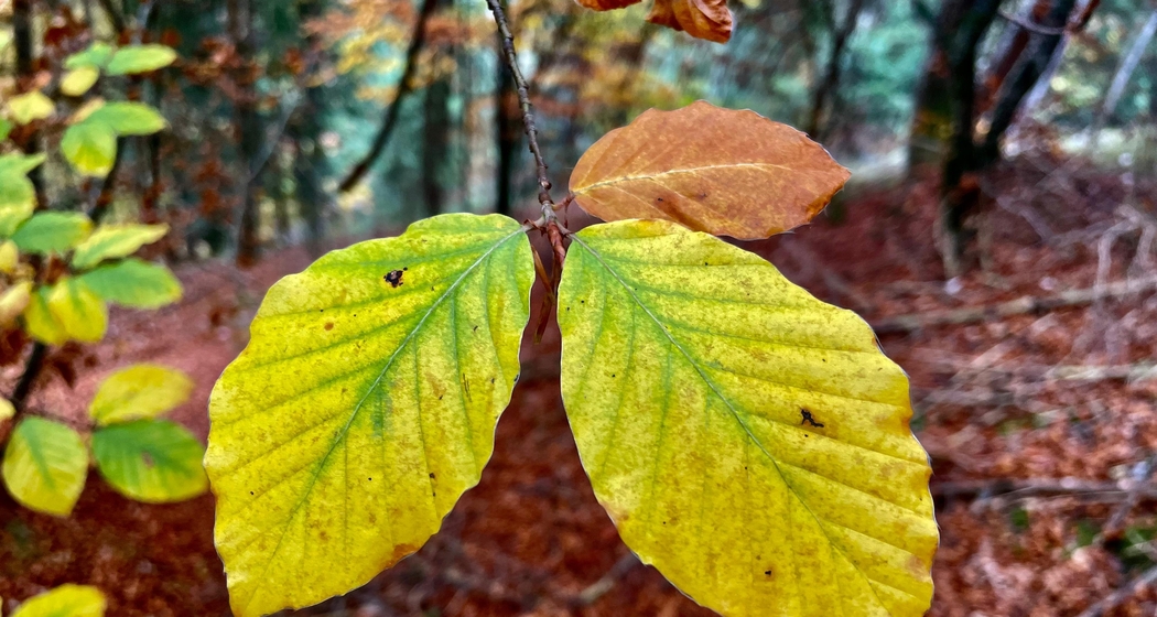 Herbst