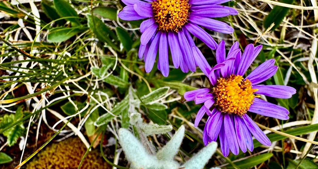 Edelweiss