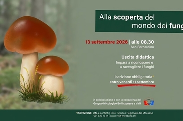 mondo dei funghi