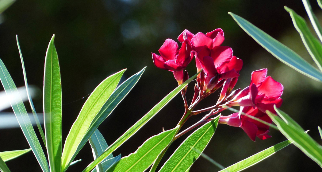Oleander