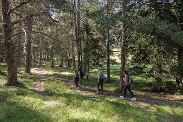 Mit allen Sinnen in den Wald eintauchen © Dominik Täuber