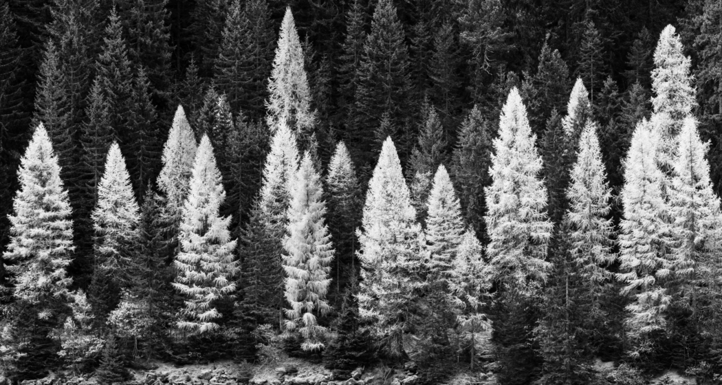 2026 Speluca Reto Thöny Wald