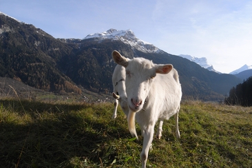 2026 NP Tiere Geissen (2)