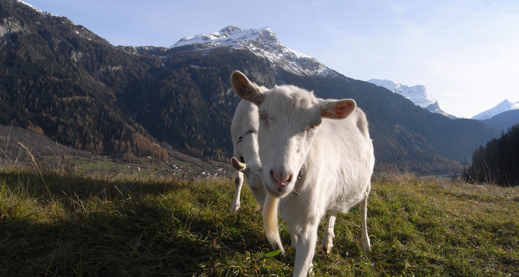 2026 NP Tiere Geissen (2)