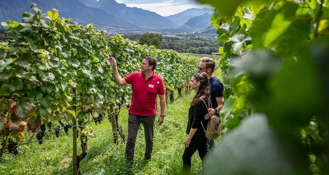 Visit to the vineyards © Wine Tours Switzerland