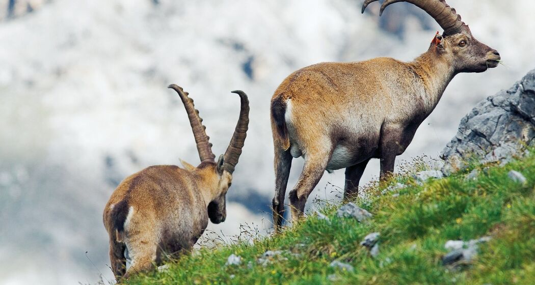 Steinwildbeobachtung © TESSVM