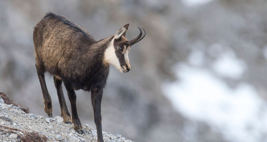 Steinwildbeobachtung © SNP Hans Lozza