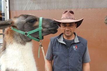 The llamas of Isidor Sepp © Jürg Wirth