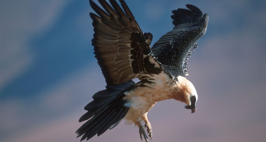 Bartgeier © WWF