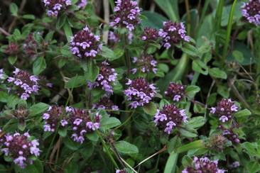31 Thymian