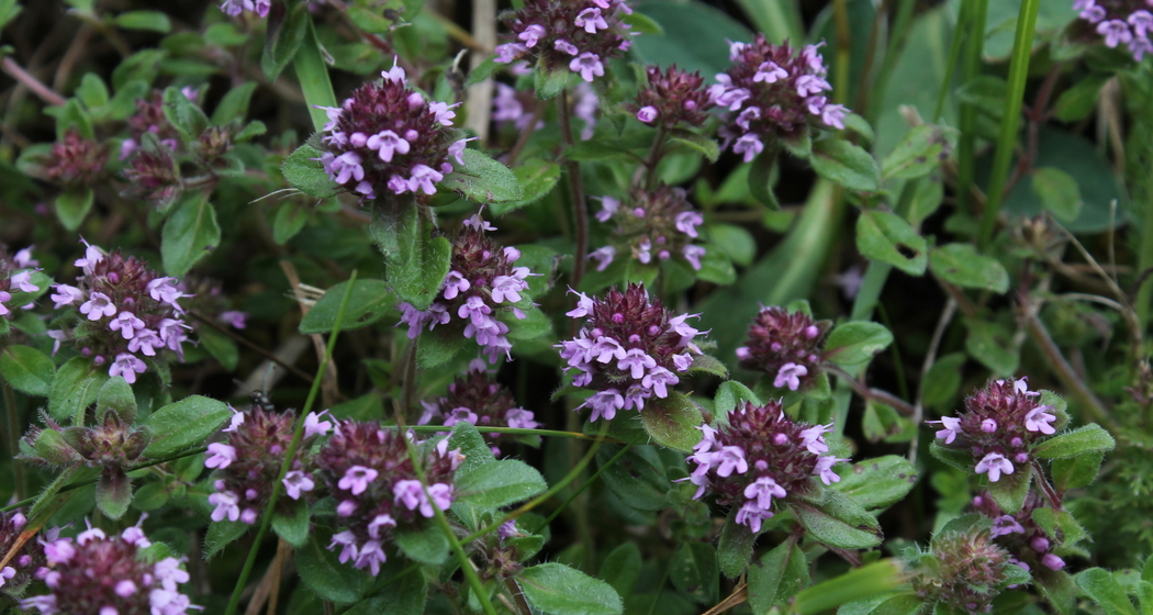 31 Thymian