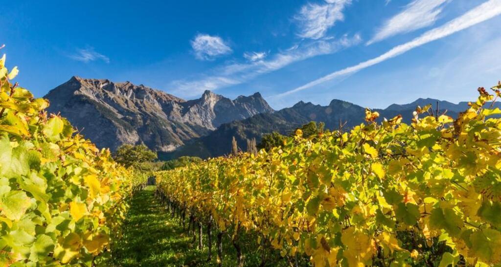 Weinreben in der Bündner Herrschaft