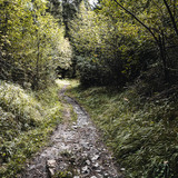 Trimmiser Rüfe Trail