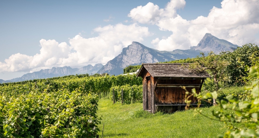 Weinberg Bündner Herrschaft