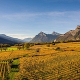 Blick auf die Weinbauregion Bündner Herrschaft