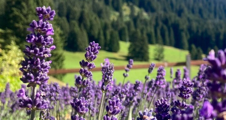 Lavandula_Hof_Lajet