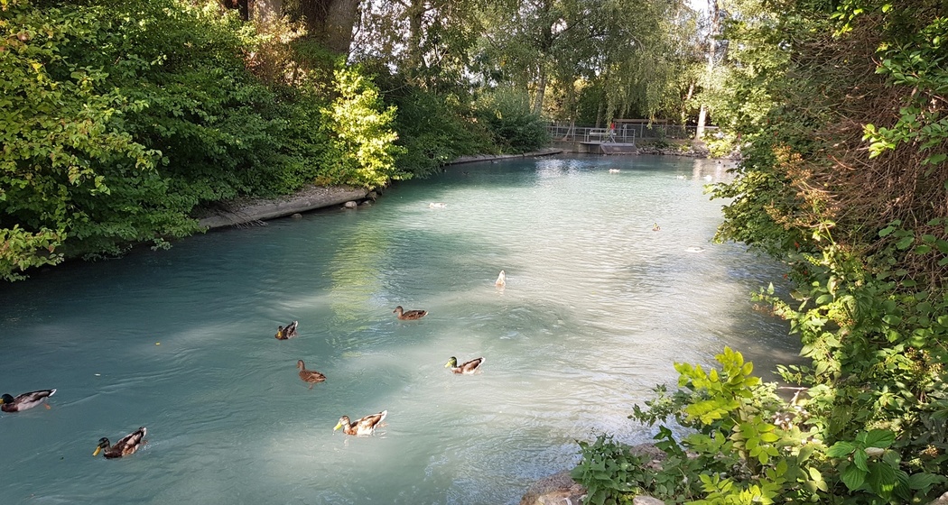 Ententeich beim Mühlebach (Rheinmühleweiher)