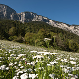 Felsberg Blumenfeld