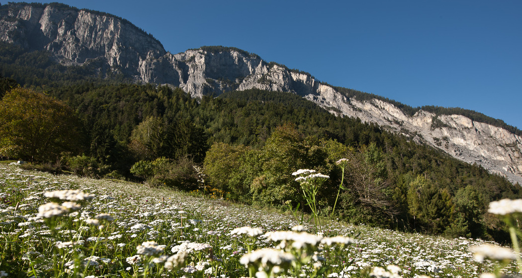 Felsberg Blumenfeld