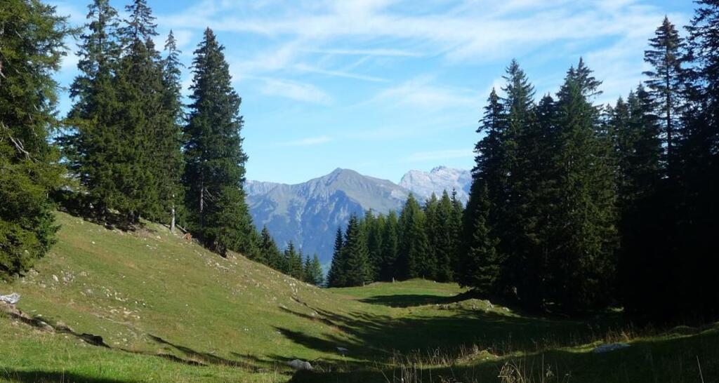 Blick zwischen den Tannen hindurch