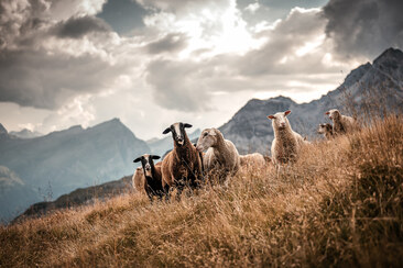 Hofladen Bio Yak Hof Heinz